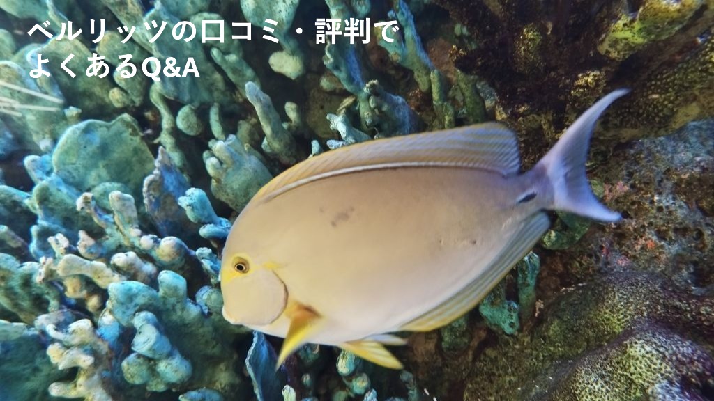 ベルリッツの口コミ・評判で
よくあるQ&A