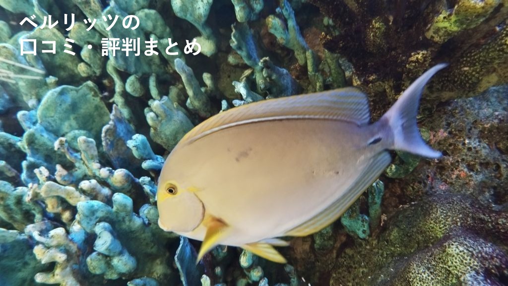 ベルリッツの
口コミ・評判まとめ